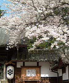 桜・けんまそう